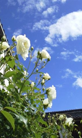 まよい【熟女コース】