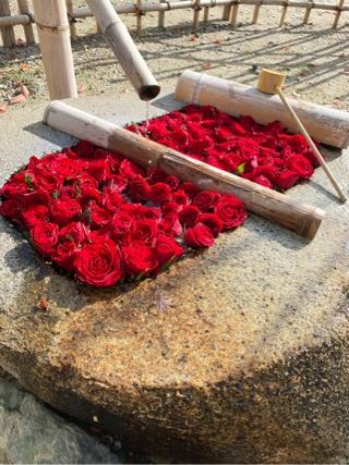 まよい【熟女コース】