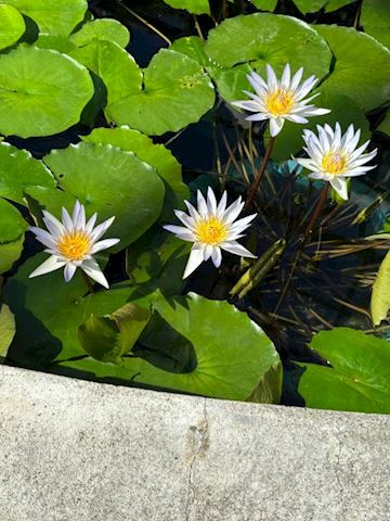 まよい【熟女コース】