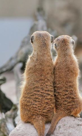 まよい【熟女コース】