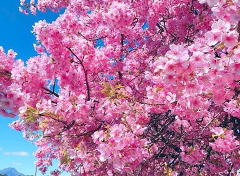 まよい【熟女コース】