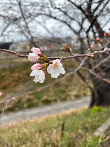 まよい【熟女コース】