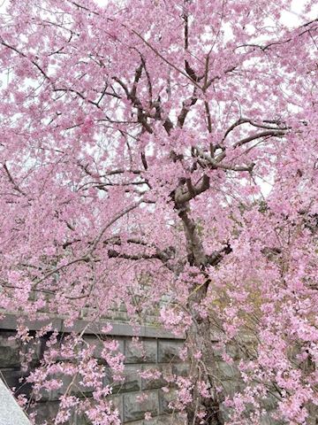 まよい【熟女コース】