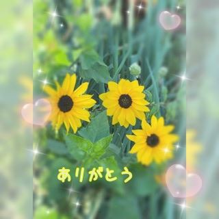 なみ【マダムコース】