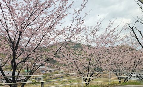 しおん【若妻コース】