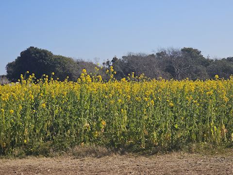 しおん【マダムコース】