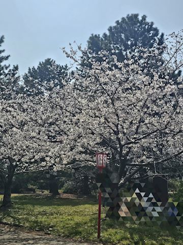 しおん【マダムコース】