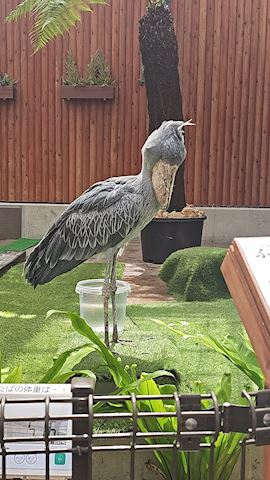 しおん【マダムコース】