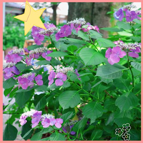 もみじ【マダムコース】