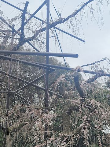 ゆら【マダムコース】