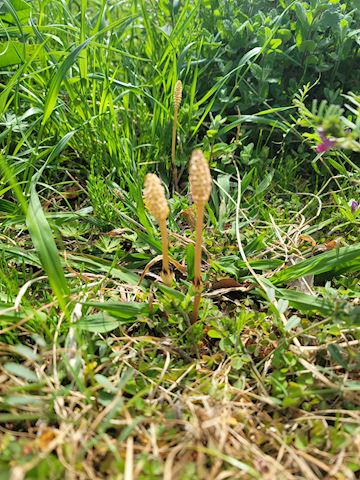 ゆら【マダムコース】