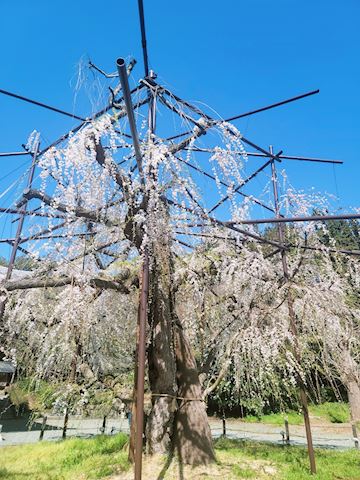 ゆら【マダムコース】