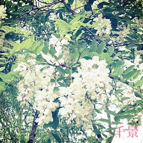 ちかげ【熟女コース】