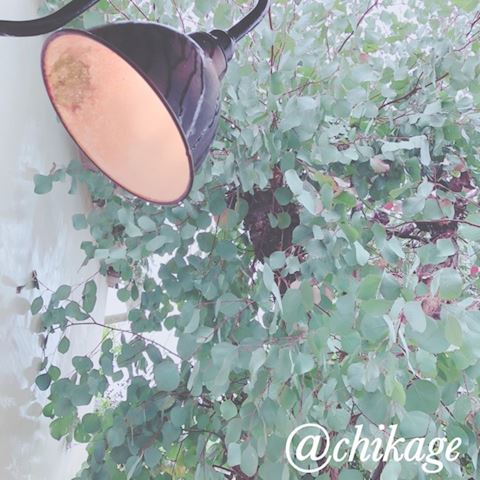 ちかげ【熟女コース】