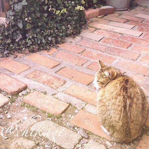 ちかげ【熟女コース】