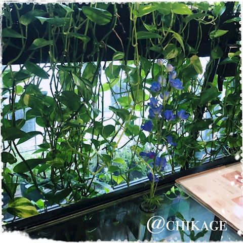 ちかげ【熟女コース】