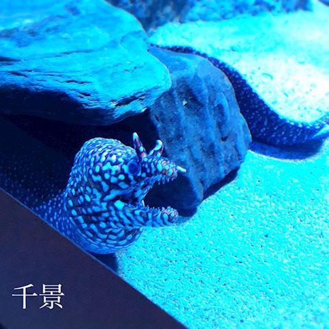 ちかげ【熟女コース】