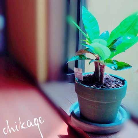 ちかげ【熟女コース】