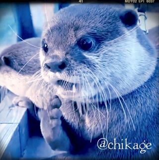 ちかげ【熟女コース】