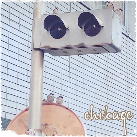 ちかげ【熟女コース】