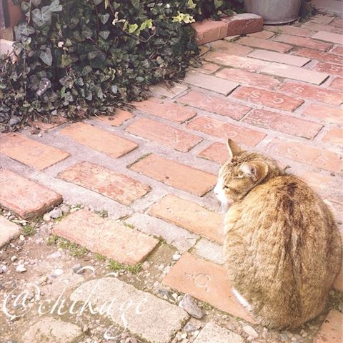 ちかげ【熟女コース】