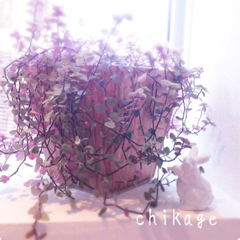 ちかげ【熟女コース】