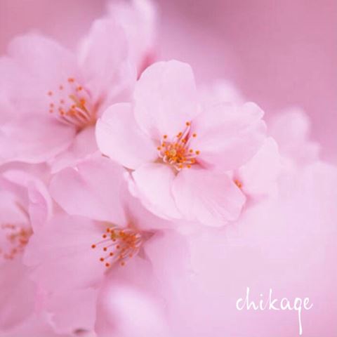 ちかげ【熟女コース】