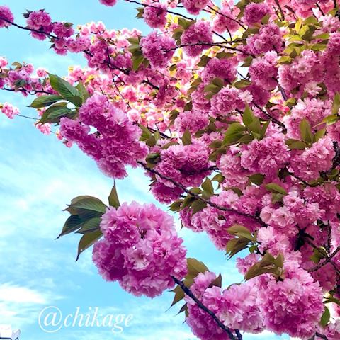 ちかげ【熟女コース】