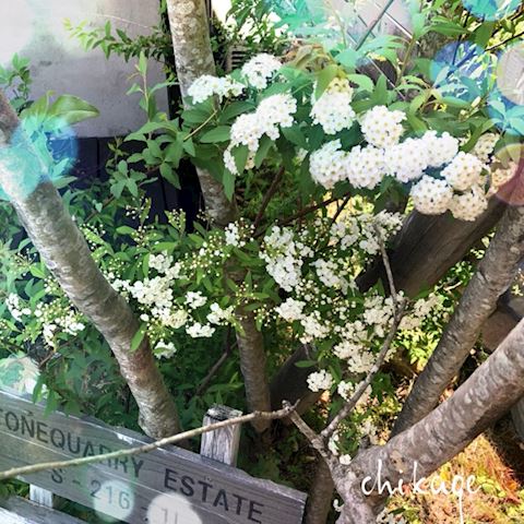 ちかげ【熟女コース】