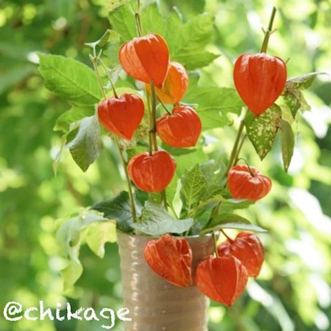 ちかげ【熟女コース】