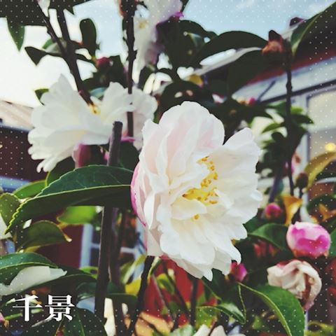 ちかげ【熟女コース】