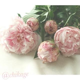 ちかげ【熟女コース】