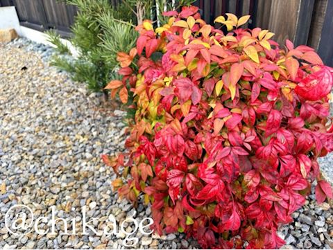 ちかげ【熟女コース】