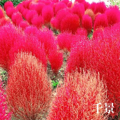 ちかげ【熟女コース】