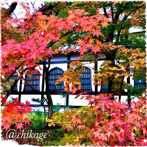 ちかげ【熟女コース】