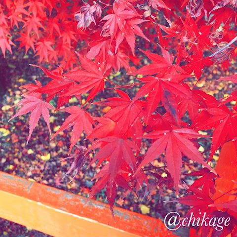 ちかげ【熟女コース】