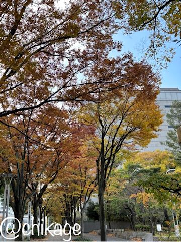 ちかげ【熟女コース】