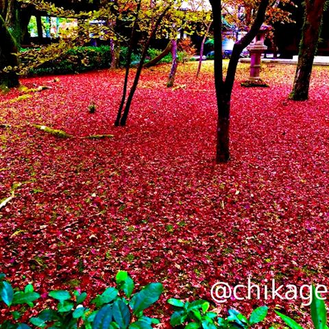 ちかげ【熟女コース】