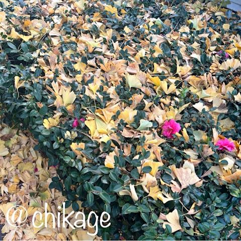 ちかげ【熟女コース】