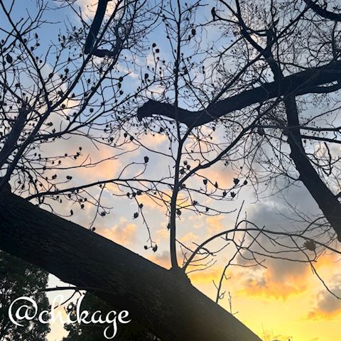 ちかげ【熟女コース】