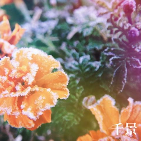 ちかげ【熟女コース】