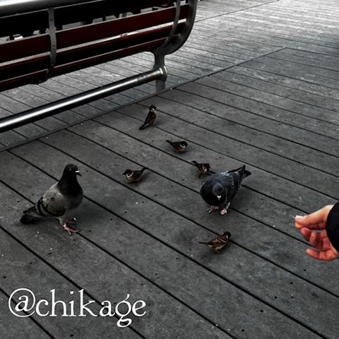 ちかげ【熟女コース】