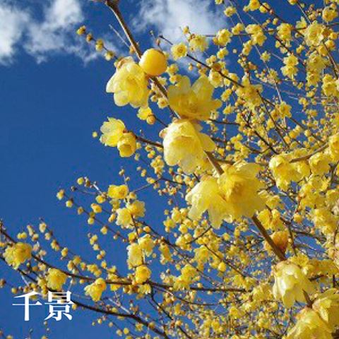 ちかげ【熟女コース】