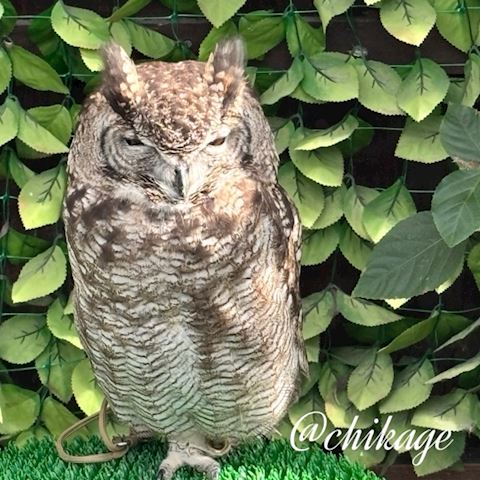 コンバンハ ちかげ【熟女コ...（47）