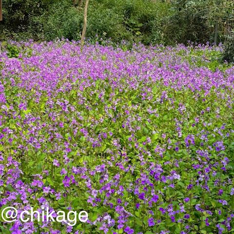 コンバンハ ちかげ【熟女コ...（47）