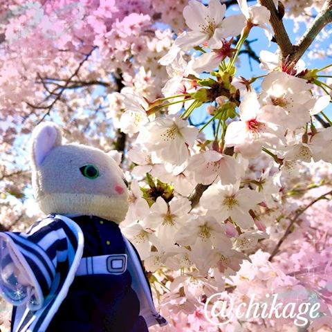 ちかげ【熟女コース】