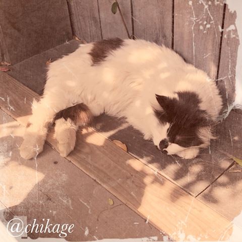 ちかげ【熟女コース】