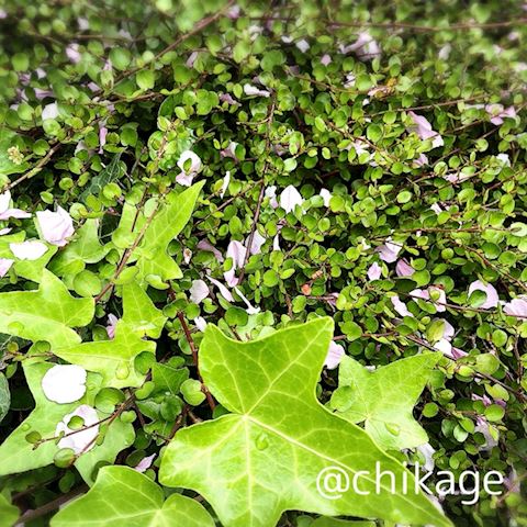 ちかげ【熟女コース】