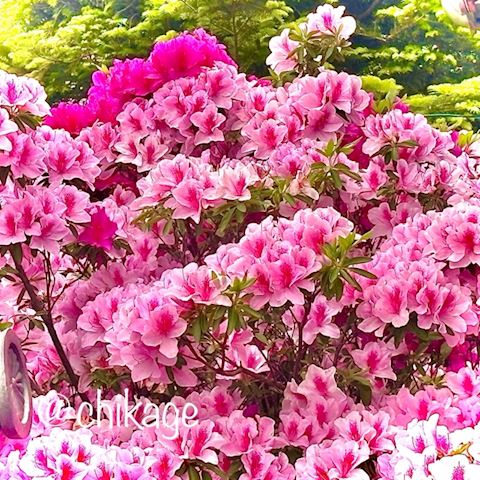 ちかげ【熟女コース】