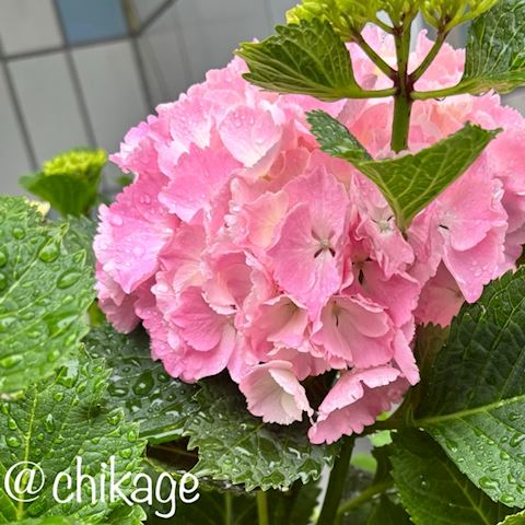 コンバンハ ちかげ【熟女コ...（47）